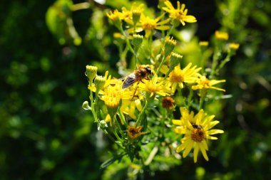 Sarı çiçekler üzerinde yalnız arı