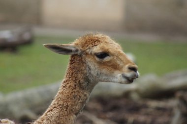 Vicuna - vicuna vicuna 