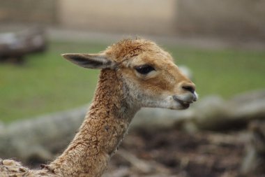 Vicuna - vicuna vicuna 