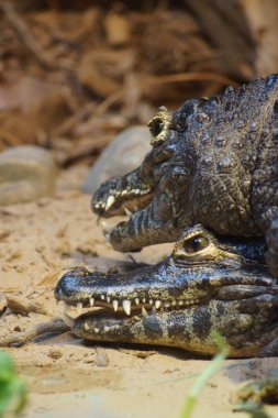 Yacare Caiman - Caiman yacare