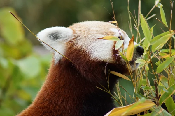 Red Panda - Ailurus fulgens — Stok fotoğraf