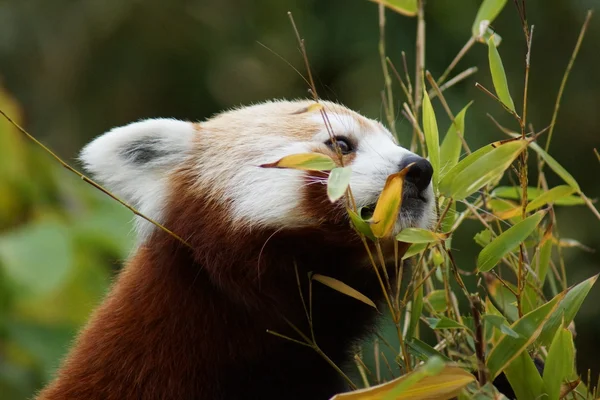 Panda rojo - Ailurus fulgens —  Fotos de Stock