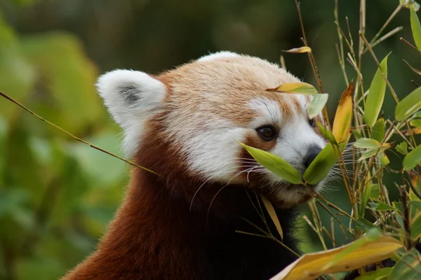Panda Vermelha - Ailurus fulgens — Fotografia de Stock