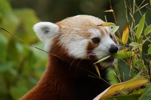 Red Panda - Ailurus fulgens — Stok fotoğraf