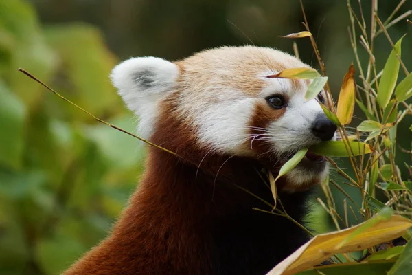 Red Panda - Ailurus fulgens — Stok fotoğraf