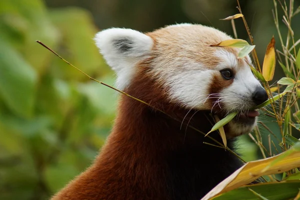 Красная панда - Ailurus fullus — стоковое фото