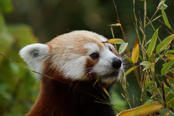 Panda Vermelha - Ailurus fulgens — Fotografia de Stock