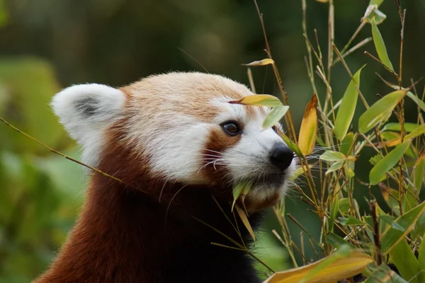 Panda Rossa - Ailurus fulgens — Foto Stock