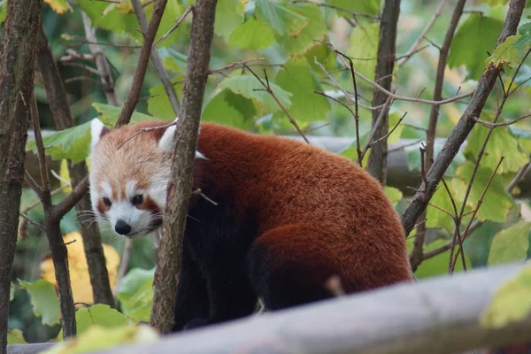 Panda Vermelha - Ailurus fulgens — Fotografia de Stock