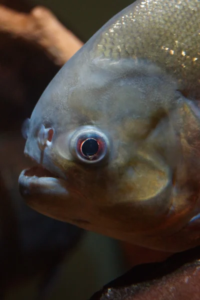 Red-bellied Piranha - Pygocentrus nattereri — Stock Photo, Image