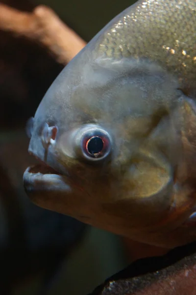 Piranha dal ventre rosso - Pygocentrus nattereri — Foto Stock