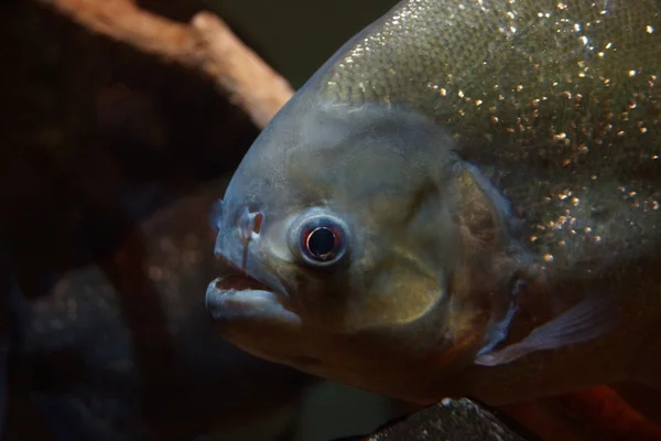 Piranha dal ventre rosso - Pygocentrus nattereri — Foto Stock