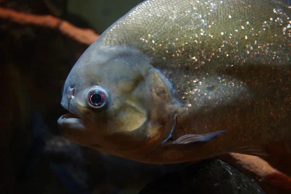 Червоний пузатий piranha - pygocentrus nattereri — стокове фото