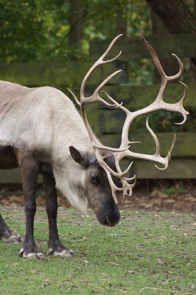 Reindeer - Rangifer tarandus — Stock Photo, Image