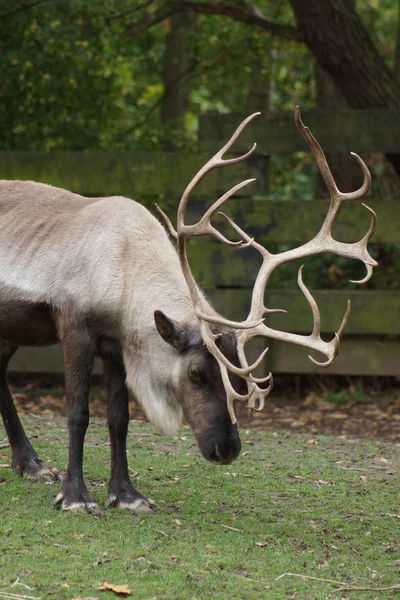 Reindeer - Rangifer tarandus — Stock Photo, Image