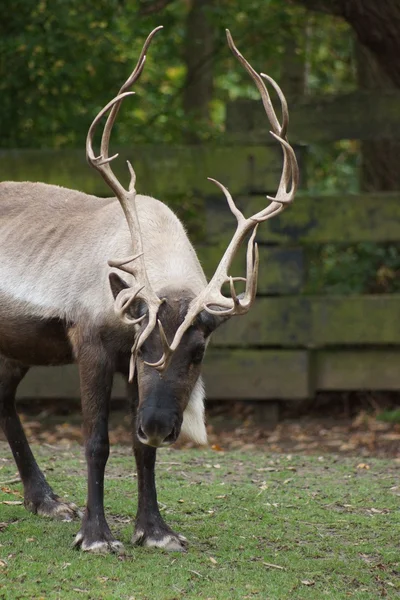 Reindeer - Rangifer tarandus — Stock Photo, Image