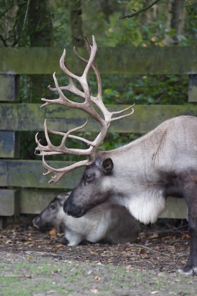 Reindeer - Rangifer tarandus — Stock Photo, Image