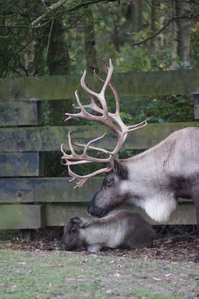 Reindeer - Rangifer tarandus — Stock Photo, Image