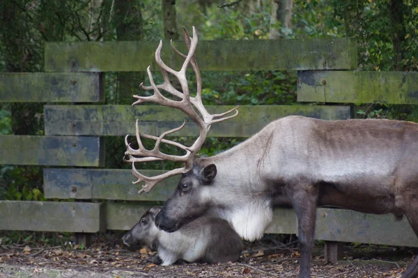 Reindeer - Rangifer tarandus — Stock Photo, Image