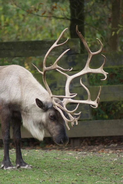 Reindeer - Rangifer tarandus — Stock Photo, Image