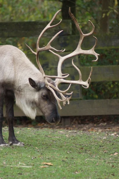 Reindeer - Rangifer tarandus — Stock Photo, Image