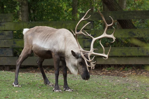 Reindeer - Rangifer tarandus — Stock Photo, Image