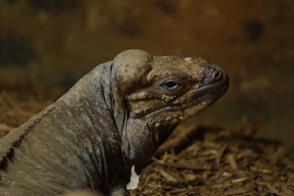 Iguana rinoceronte - cyclura cornuta — Foto Stock