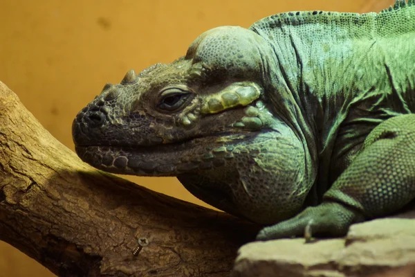 Gergedan iguana - cyclura cornuta — Stok fotoğraf