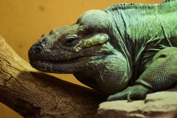 Iguana rinoceronte - cyclura cornuta — Foto Stock