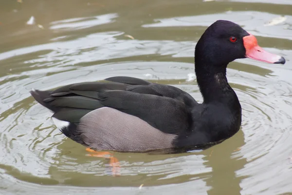 장미빛 청구 Pochard-Netta peposaca — 스톡 사진