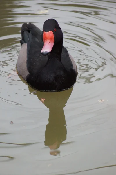 Pochard rosado - Netta peposaca — Fotografia de Stock