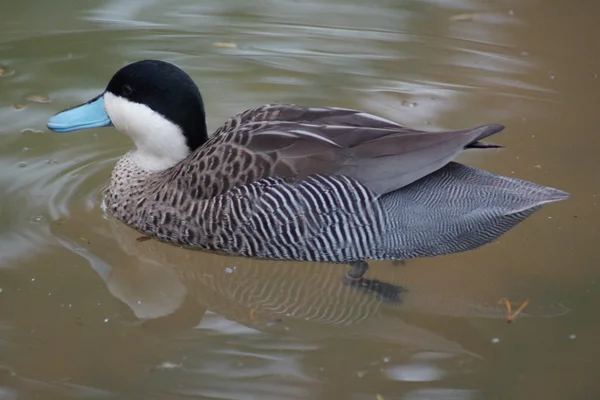 Halcsontfarkú réce - Oxyura jamaicensis — Stock Fotó