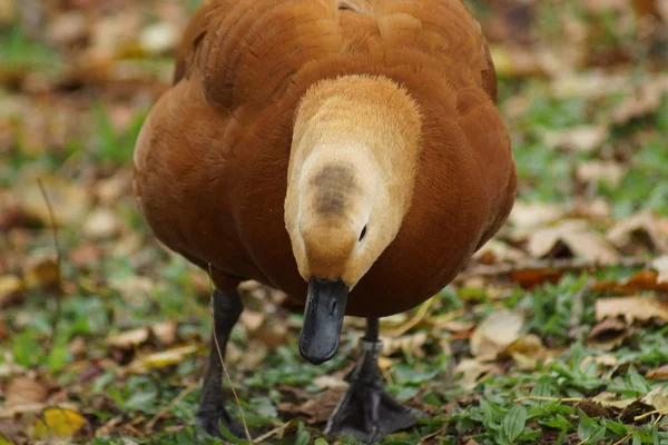 Ruddy Shelduck - Tadorna ferruginea — Stock Photo, Image