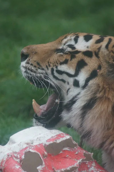 Siberian Tiger - Panthera tigris altaica — Stock Photo, Image