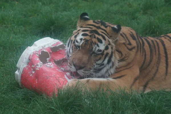 Sibirya kaplanı - panthera tigris altaica — Stok fotoğraf