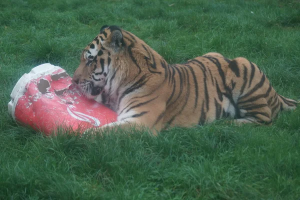 Сибирский тигр - Panthera tigris altaica — стоковое фото