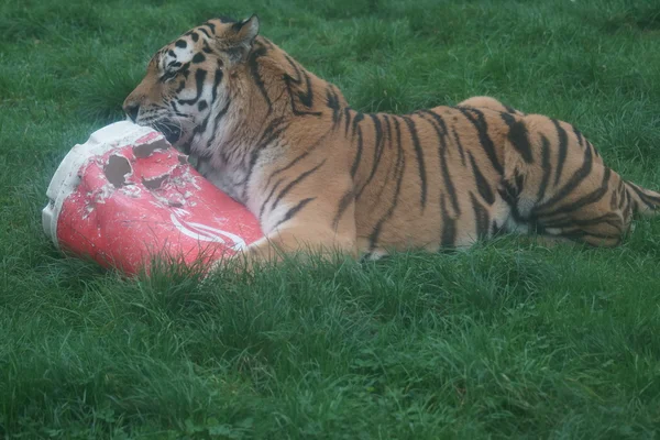 Tigre siberiano - Panthera tigris altaica — Fotografia de Stock