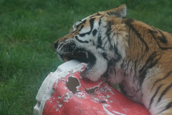 Tigre siberiano - Panthera tigris altaica — Foto de Stock