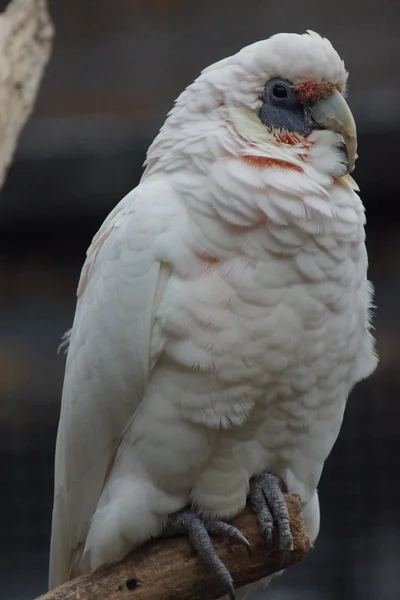 Pěkného účtoval Corella - Cacatua tenuirostris — Stock fotografie