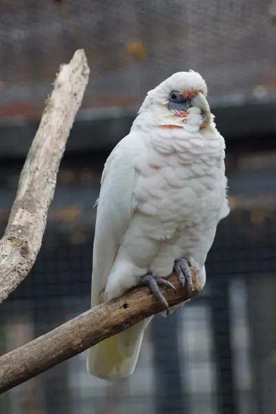 Slender-billed Corella - Cacatua tenuirostris — Stock Photo, Image