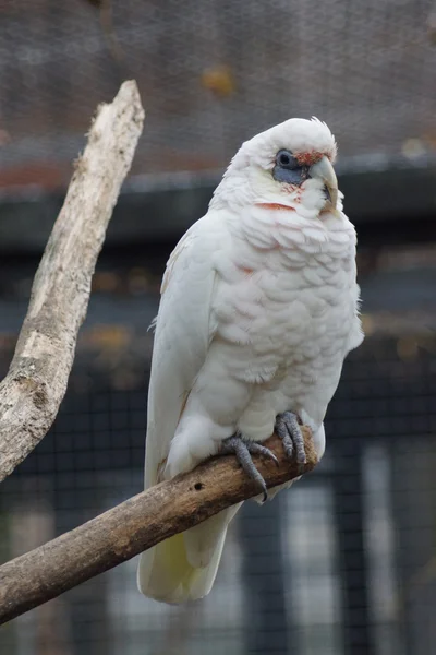 Pěkného účtoval Corella - Cacatua tenuirostris — Stock fotografie