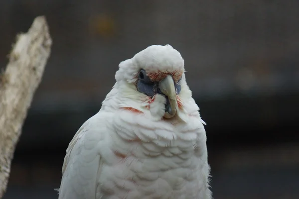 Pěkného účtoval Corella - Cacatua tenuirostris — Stock fotografie