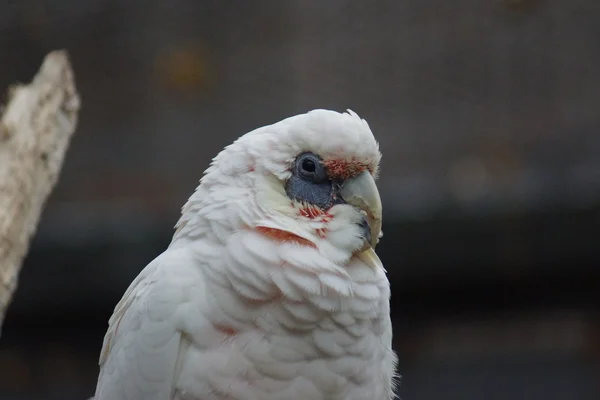 Pěkného účtoval Corella - Cacatua tenuirostris — Stock fotografie