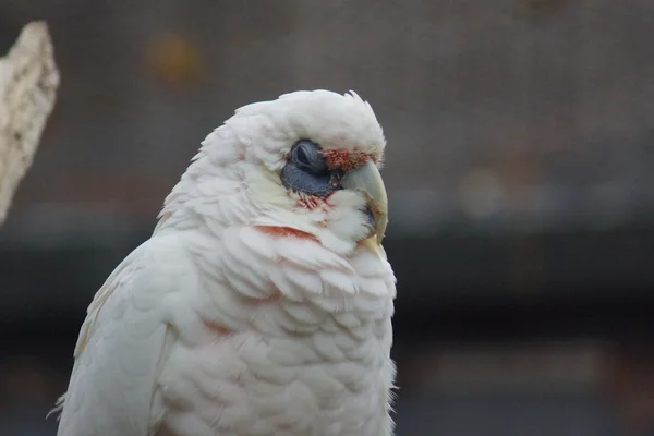 Pěkného účtoval Corella - Cacatua tenuirostris — Stock fotografie