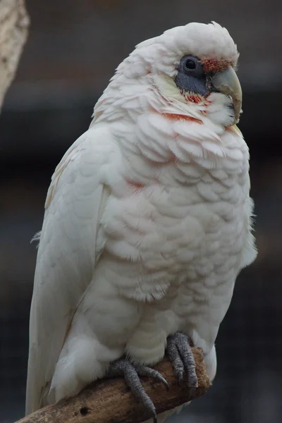 Pěkného účtoval Corella - Cacatua tenuirostris — Stock fotografie