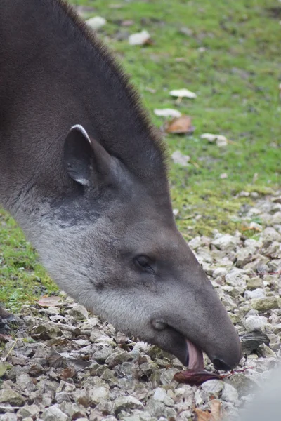 Tapir sudamericano - Tapirus terrestris — Foto Stock