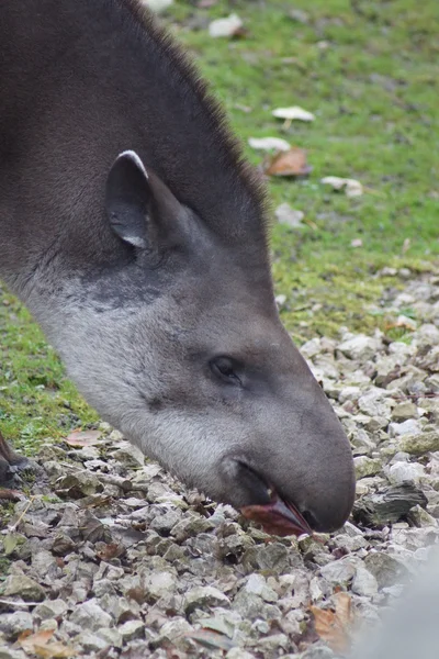 Güney Amerika tapiri - Tapirus terrestris — Stok fotoğraf