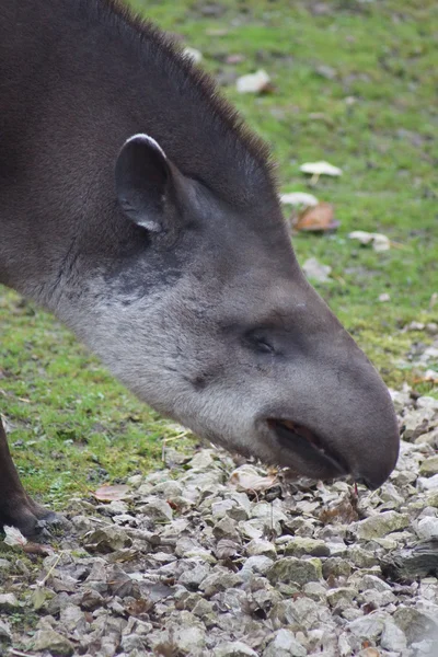 Güney Amerika tapiri - Tapirus terrestris — Stok fotoğraf