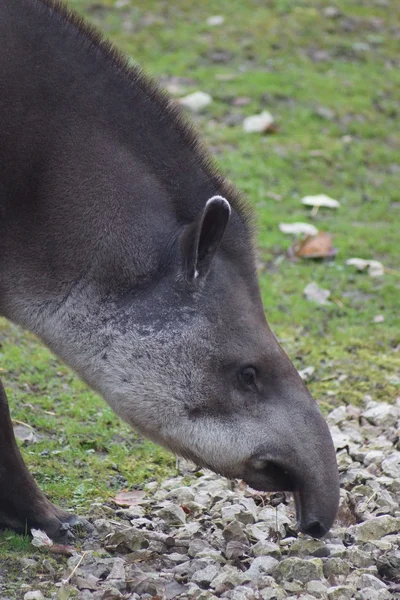 Tapír jihoamerický - Tapirus terrestris — Stock fotografie