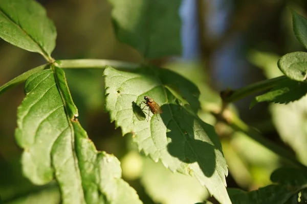 Una mosca appoggiata su una foglia — Foto Stock